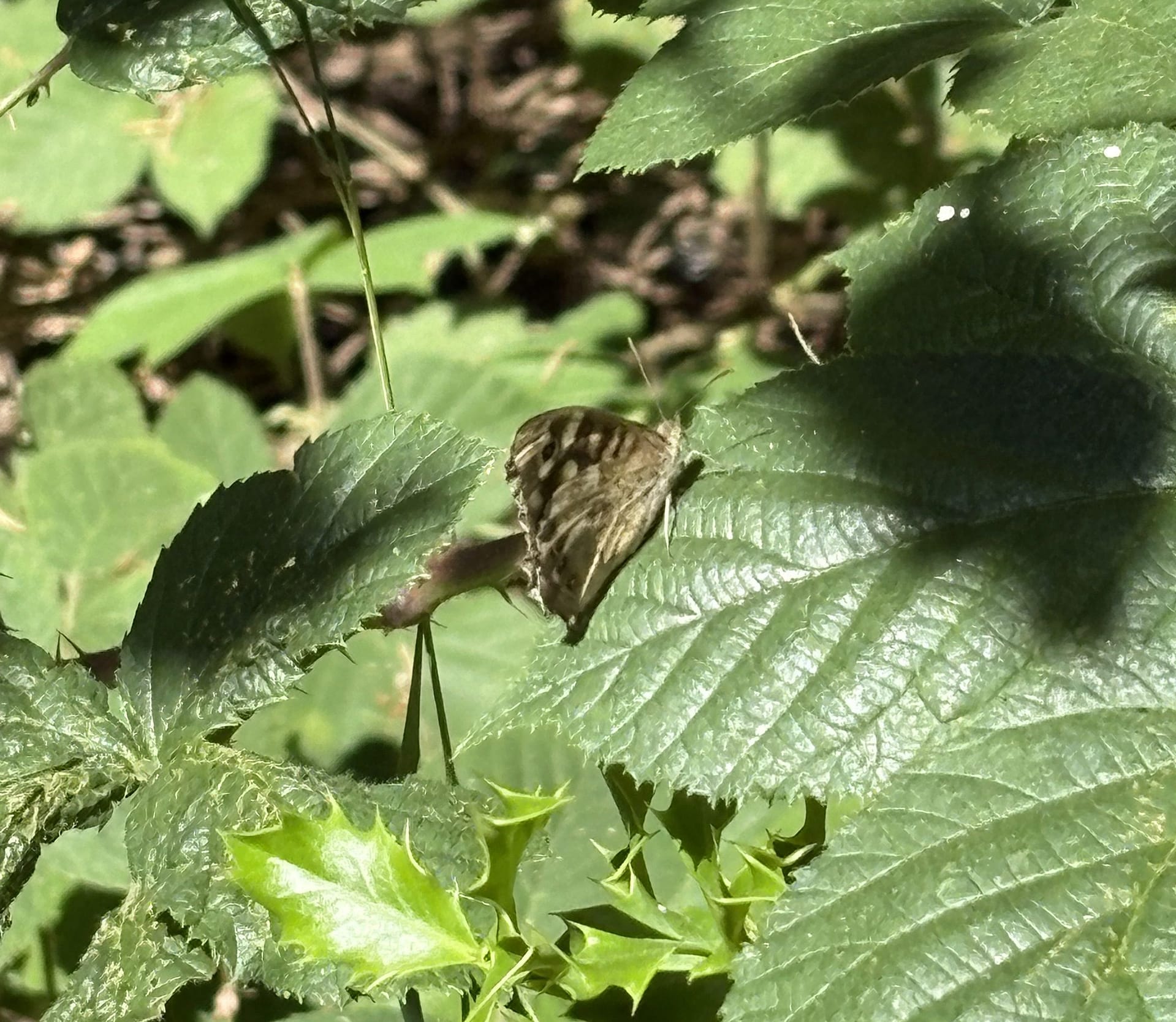 Brown butterfly resting on green leaves in dappled woodland sunlight.