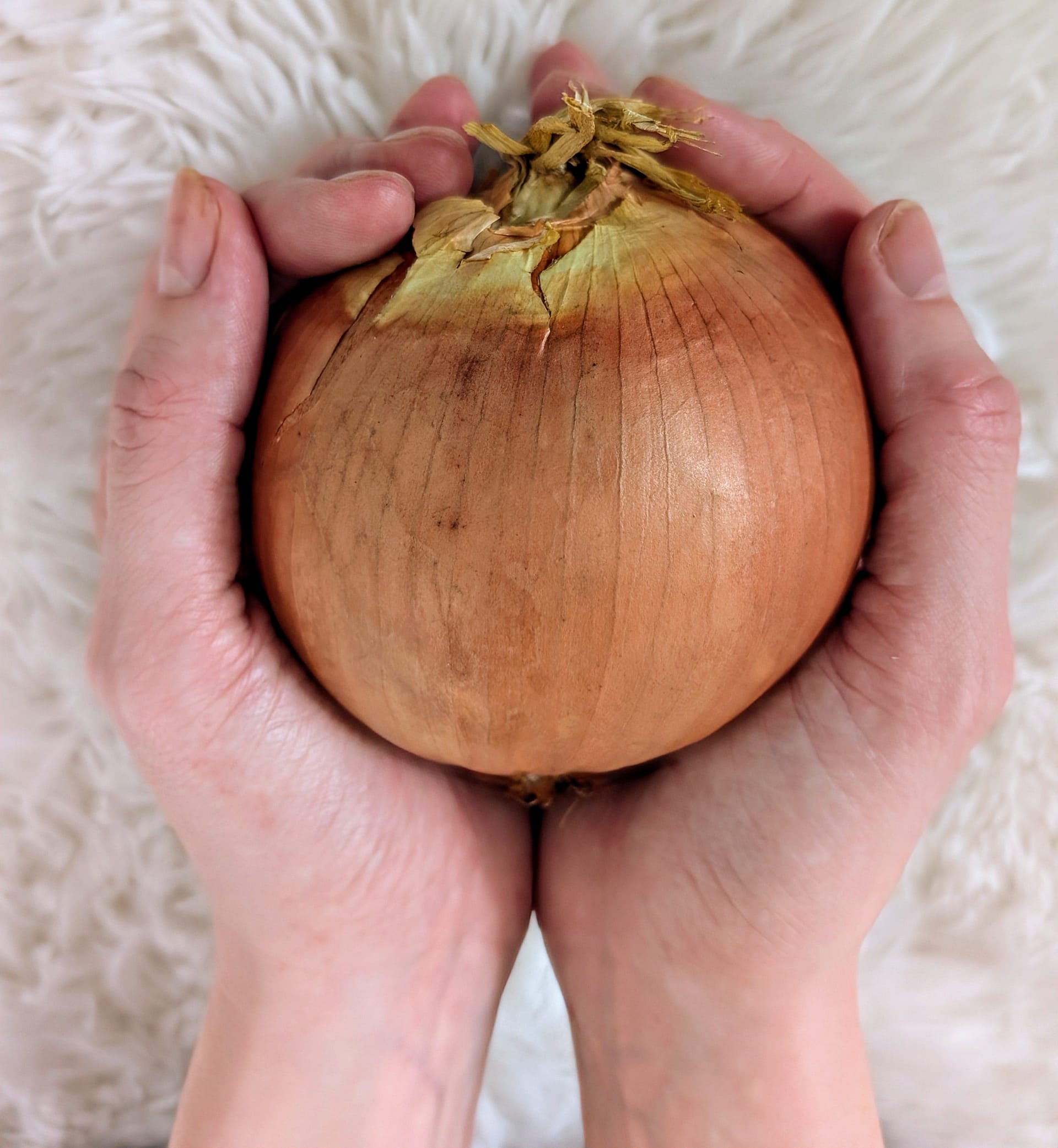 Hands holding onion